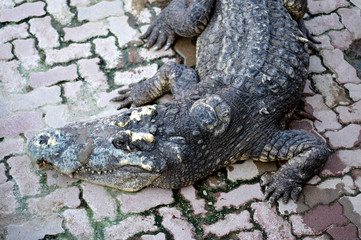 crocodile
