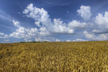 Naklejka premium Wheat field. Ears of golden wheat close up. Beautiful Nature wheat Landscape with blue sky and clouds. Rural Scenery under Shining Sunlight. Rich harvest Concept