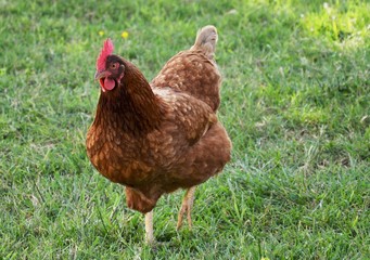 hen