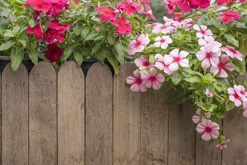 Pink and red periwinkle flowers in the garden, Madagascar periwinkle, Catharanthus roseus, Vinca flower