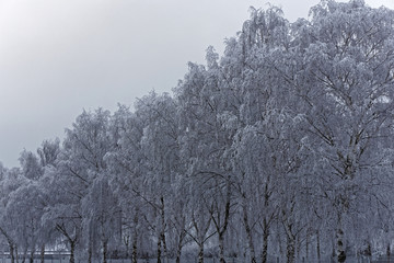 winter background, close up of a tree with snow