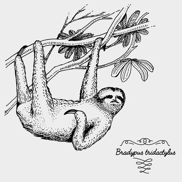 Pale Throated Sloth Engraved, Hand Drawn Vector Illustration In Woodcut Scratchboard Style, Vintage Drawing Species.