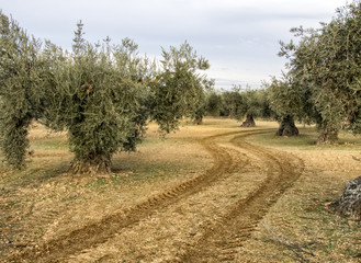 Fototapeta na wymiar Arboles olivos con aceitunas y huellas de tractor