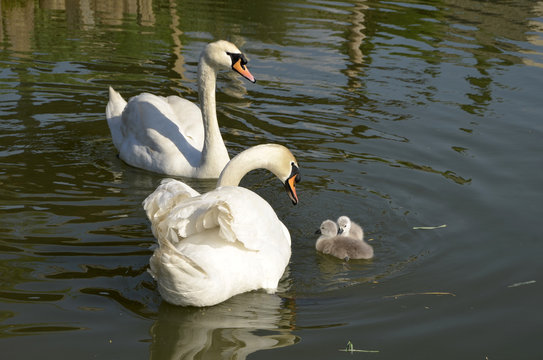 Two swans and descendants