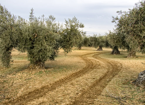Arboles olivos con aceitunas y huellas de tractor