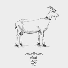 goat engraved, hand drawn vector illustration in woodcut scratchboard style, vintage drawing species.