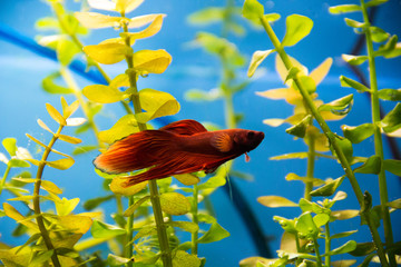 Aquarium cockerel fish