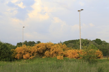 Fototapeta premium Am Grambker Sportparksee im Sommer