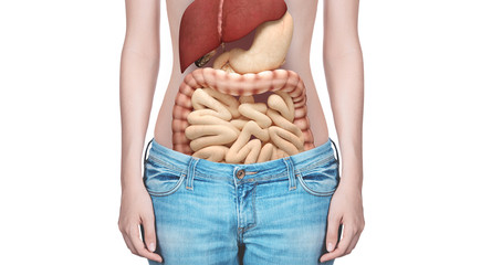 Anatomia organi interni intestino polmoni e stomaco