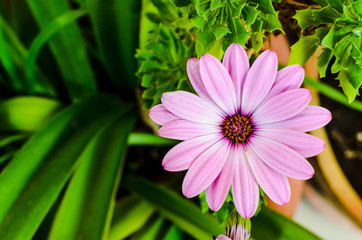 Purple daisy background