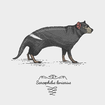 tasmanian devil engraved, hand drawn vector illustration in woodcut scratchboard style, vintage drawing species.