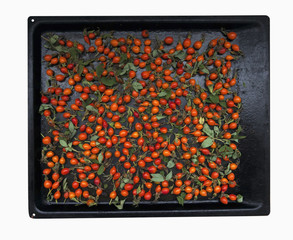 Rosehip berries are collected for drying