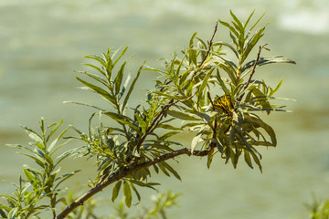 Willow tree branches and Swallowtail butterfly in front of mountain river