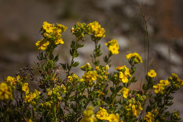 Flower of a shrubby cinquefoil (Potentilla fruticosa). Tundra rose. Macro.