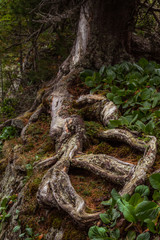 Beautifull wild alpine mountain landscape with moss on tree root and bergenia. Karakol lake in Altai, Russia