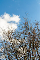 Clouds and tree