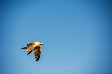 Gull in Flight on Blue Sky