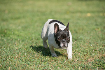 Fototapeta premium French bulldog running in the garden