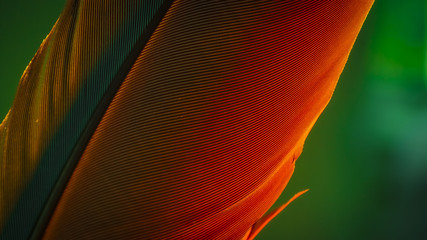 Em estúdio a valorização da fauna brasileira em imagens abstratas