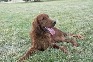 Closeup portrait of Red Irish Setter.Selective focus