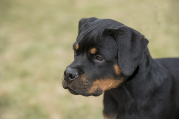 Head shot of young Rottweiler .Selective focus on the dog