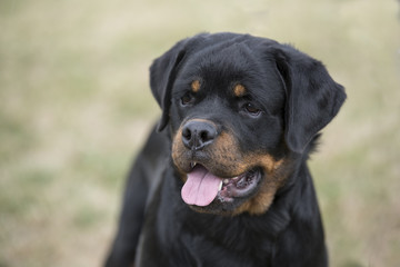 Head shot of young Rottweiler .Selective focus on the dog