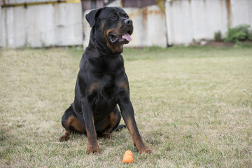 Black  Rottweiler relaxes in the park