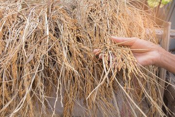 Close up of old female hand touching golden rice with warm light