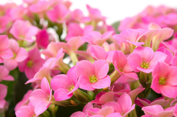 Kalanchoe blossfeldiana