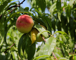 Ripe peaches hanging on the branch with green leaves