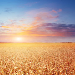 Fototapeta premium Blue sky and golden field of wheat.