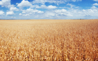  meadow wheat under sky
