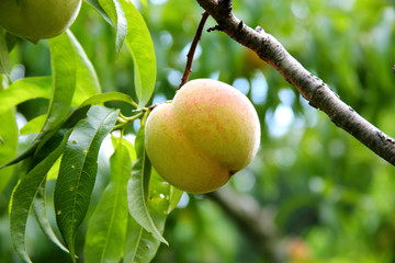 peach hanging on the branch with green leaves in a garden