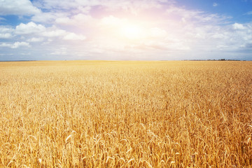  meadow wheat under sky