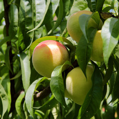 Green peaches hanging on the branch with green leaves in a garde