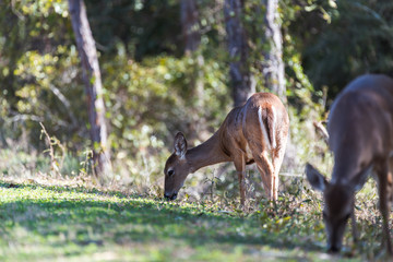 Whitetail doe (female deer) grazes on grass