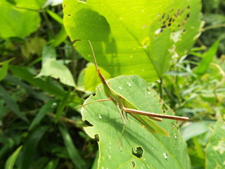 怪我をしたショウリョウバッタ