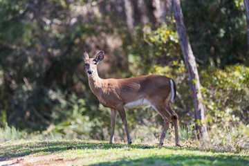 Whitetail doe (female deer)