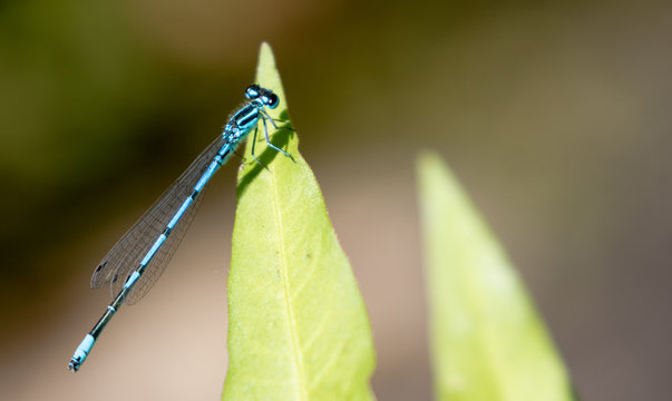 libellula