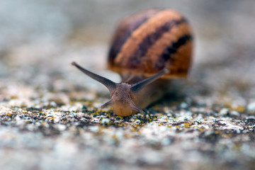 Macro Snail