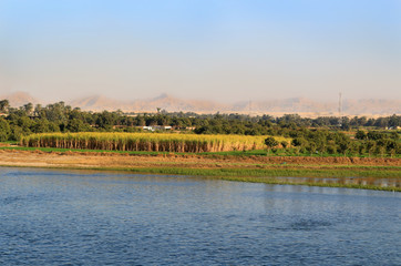 Sugarcane crops on the Nile River, Egypt