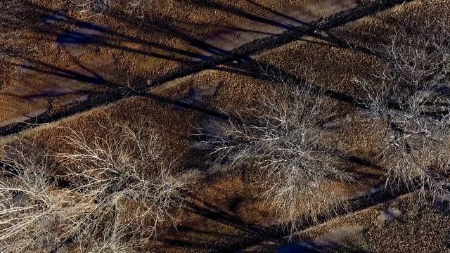 Aerial top down view of pecan trees in an orchard