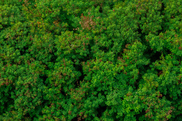 Naklejka premium Peaceful jungle greenery symbolizing a fresh breathe of air and