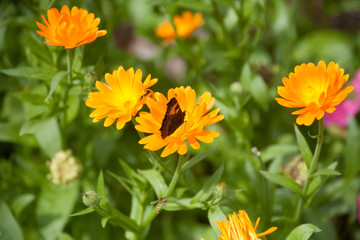 Butterfly with orange Flowers