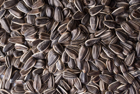 Background of sunflower seeds. Top view