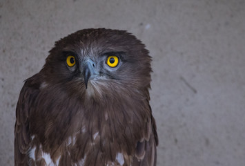 falco