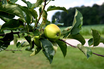 green apple on a branch with leaves