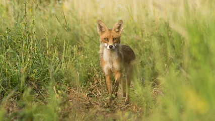 wildlife