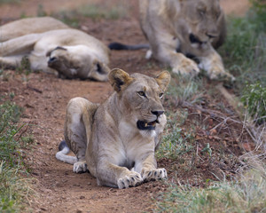 African lions Panthera leo