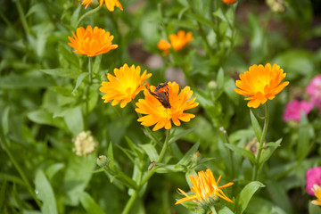 Orange Flower with Butterfly